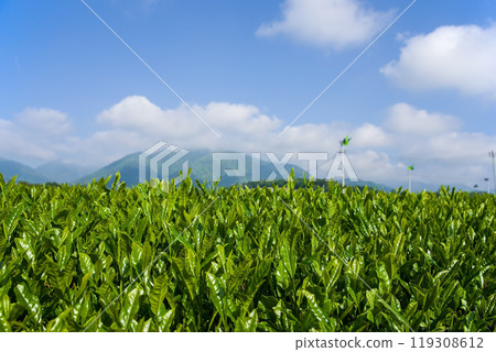 New tea fields (Suizawa tea, Ise tea, Mizusawa-cho, Yokkaichi City, Mie Prefecture) 119308612