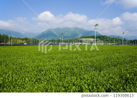 New tea fields (Suizawa tea, Ise tea, Mizusawa-cho, Yokkaichi City, Mie Prefecture) 119308613