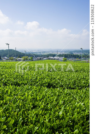 New tea fields (Suizawa tea, Ise tea, Mizusawa-cho, Yokkaichi City, Mie Prefecture) New tea fields (Suizawa tea, Ise tea, Mizusawa-cho, Yokkaichi City, Mie Prefecture) 119308622