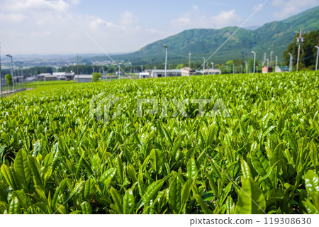 新茶園《三重縣四日市市水澤町水澤茶、伊勢茶》 119308630