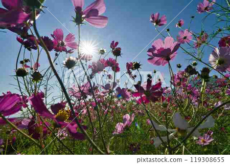 生駒高原R6年 生駒高原R6年 119308655