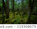 Nagano Prefecture: Primeval forest around Shirakome Pond in the Yatsugatake Mountains, green corridor forest and moss 119308679