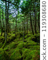 Nagano Prefecture: Primeval forest around Shirakome Pond in the Yatsugatake Mountains, green corridor forest and moss 119308680