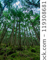 Nagano Prefecture: Primeval forest around Shirakome Pond in the Yatsugatake Mountains, green corridor forest and moss 119308681