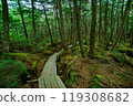 Nagano Prefecture: Primeval forest around Shirakome Pond in the Yatsugatake Mountains, green corridor forest, moss and paths 119308682
