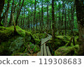 Nagano Prefecture: Primeval forest around Shirakome Pond in the Yatsugatake Mountains, green corridor forest, moss and paths 119308683