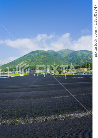 卡布斯茶（卡布斯茶）田《三重縣四日市市水澤町伊勢茶水澤茶》 119308747