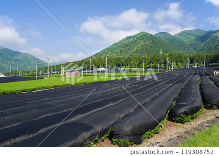 卡布斯茶(卡布斯茶)田《三重縣四日市市水澤町伊勢茶水澤茶》 卡布斯茶(卡布斯茶)田《三重縣四日市市水澤町伊勢茶水澤茶》 119308752