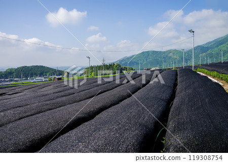 Kabuse tea (cap tea) fields (Suizawa tea, Ise tea, Mizusawa town, Yokkaichi city, Mie prefecture) Kabuse tea (cap tea) fields (Suizawa tea, Ise tea, Mizusawa town, Yokkaichi city, Mie prefecture) 119308754