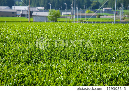 新茶園《三重縣四日市市水澤町水澤茶、伊勢茶》 119308843