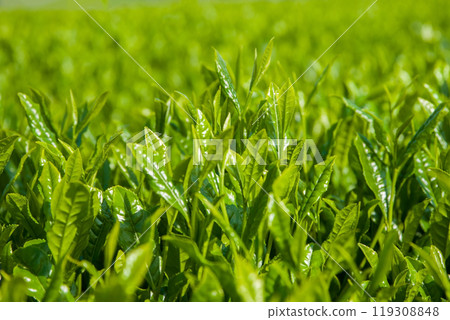 新茶園《三重縣四日市市水澤町水澤茶、伊勢茶》 119308848