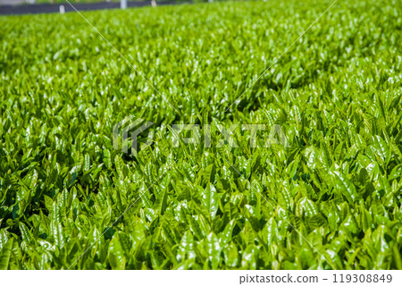 新茶園《三重縣四日市市水澤町水澤茶、伊勢茶》 119308849