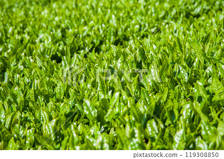 新茶園《三重縣四日市市水澤町水澤茶、伊勢茶》 新茶園《三重縣四日市市水澤町水澤茶、伊勢茶》 119308850