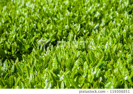New tea fields (Suizawa tea, Ise tea, Mizusawa-cho, Yokkaichi City, Mie Prefecture) New tea fields (Suizawa tea, Ise tea, Mizusawa-cho, Yokkaichi City, Mie Prefecture) 119308851