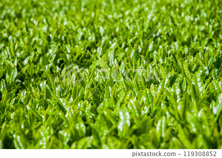 New tea fields (Suizawa tea, Ise tea, Mizusawa-cho, Yokkaichi City, Mie Prefecture) New tea fields (Suizawa tea, Ise tea, Mizusawa-cho, Yokkaichi City, Mie Prefecture) 119308852