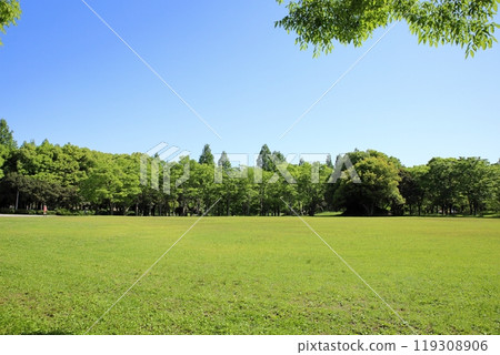 Early summer park refreshing young leaves Early summer park refreshing young leaves 119308906