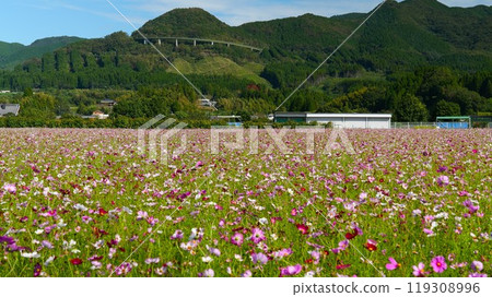 宮崎縣蝦野市「Green Park Ebino」的 Cosmos 宮崎縣蝦野市「Green Park Ebino」的 Cosmos 119308996