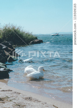 Duck bathing Duck bathing 119309183