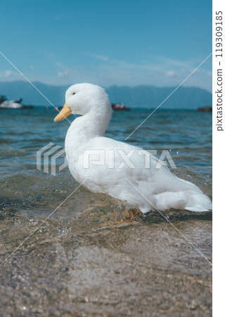 Ducks on the lake Ducks on the lake 119309185
