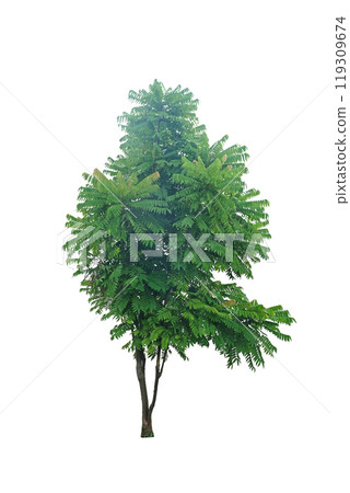 Averrhoa bilimbi (bilimbi) tree 119309674