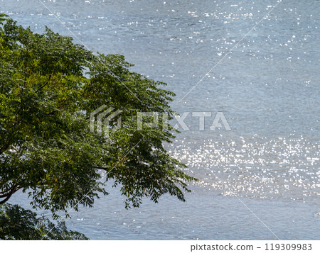 Trees on the riverbank and the sparkling water of the river 119309983