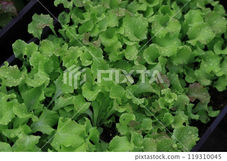 Home vegetable gardening in a planter: Sunny lettuce 119310045