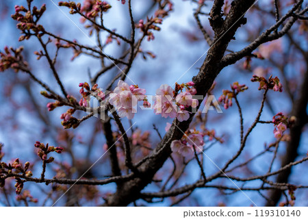 Winter cherry blossoms at the Imperial Palace 1 119310140
