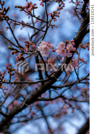 Winter cherry blossoms at the Imperial Palace 2 119310141