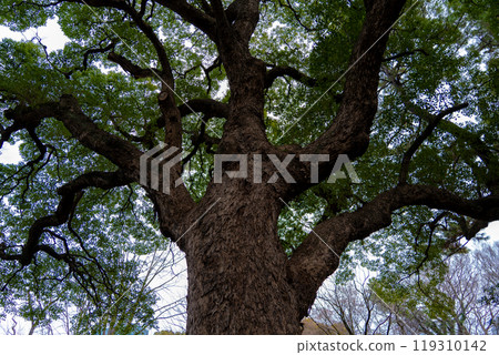 Scenery of the Imperial Palace 9 119310142