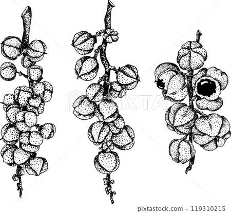 Guarana fruits. Superfood ingredient for energy drink.  119310215