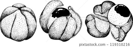 Guarana fruits. Superfood ingredient for energy drink.  119310216