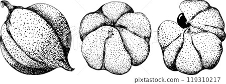 Guarana fruits. Superfood ingredient for energy drink.  119310217