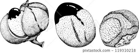 Guarana fruits. Superfood ingredient for energy drink.  119310218