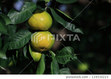 Mandarin orange before harvest Mandarin orange before harvest 119310223