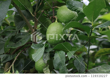 十月檸檬 119310227