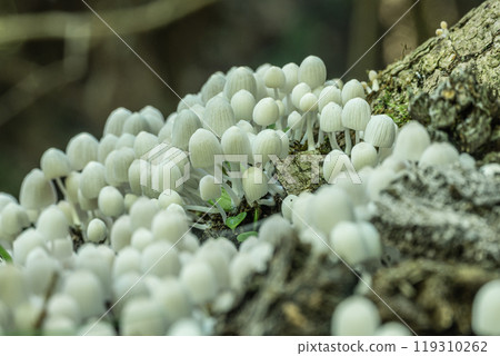 Inusenbontake: Small white mushrooms growing densely on rotting wood Inusenbontake: Small white mushrooms growing densely on rotting wood 119310262