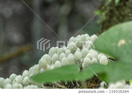 Inusenbontake: Small white mushrooms growing densely on rotting wood 119310264
