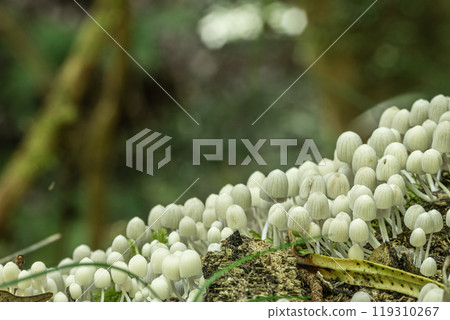 Inusenbontake: Small white mushrooms growing densely on rotting wood 119310267