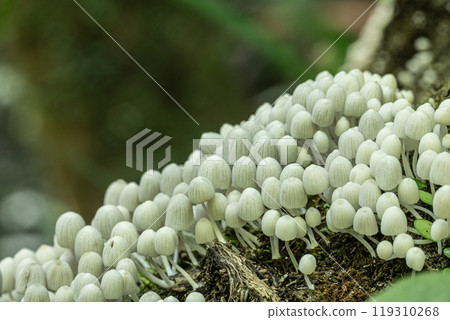 Inusenbontake: Small white mushrooms growing densely on rotting wood 119310268