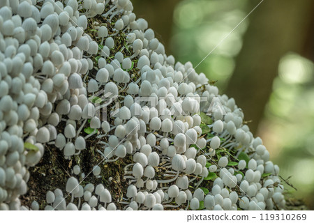 Inusenbontake: Small white mushrooms growing densely on rotting wood 119310269
