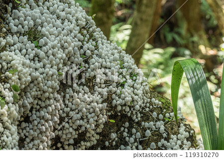 Inusenbontake: Small white mushrooms growing densely on rotting wood 119310270
