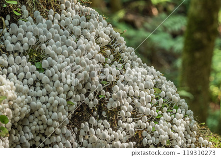 Inusenbontake: Small white mushrooms growing densely on rotting wood 119310273