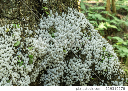 Inusenbontake: Small white mushrooms growing densely on rotting wood Inusenbontake: Small white mushrooms growing densely on rotting wood 119310276