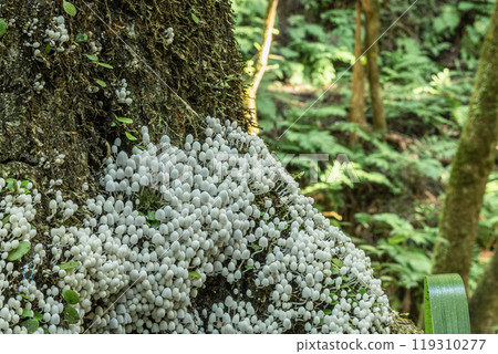 Inusenbontake: Small white mushrooms growing densely on rotting wood 119310277