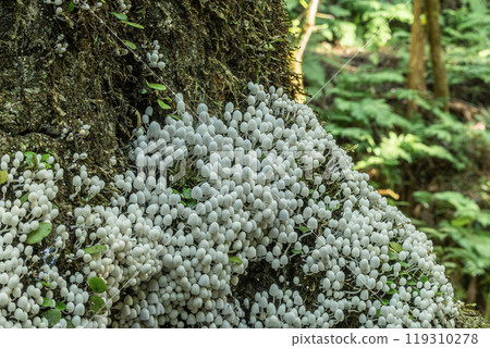 Inusenbontake: Small white mushrooms growing densely on rotting wood Inusenbontake: Small white mushrooms growing densely on rotting wood 119310278