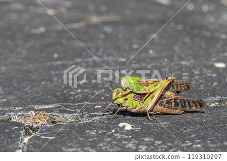 Migratory locusts mating on the street Migratory locusts mating on the street 119310297