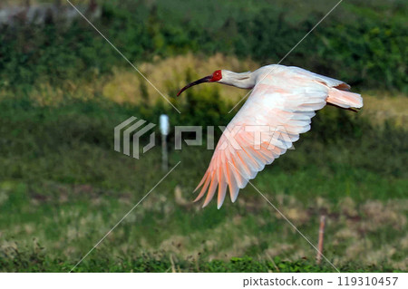 A Japanese crested ibis, a national treasure, is flying. 119310457
