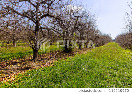 Infestations of diseases in gardens, decaying apples falling from trees in gardens. Infestations of diseases in gardens, decaying apples falling from trees in gardens. 119310970