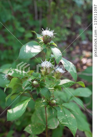 Okera's Flower 119311097