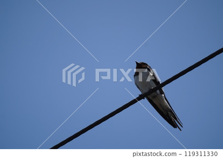 Swallow 119311330